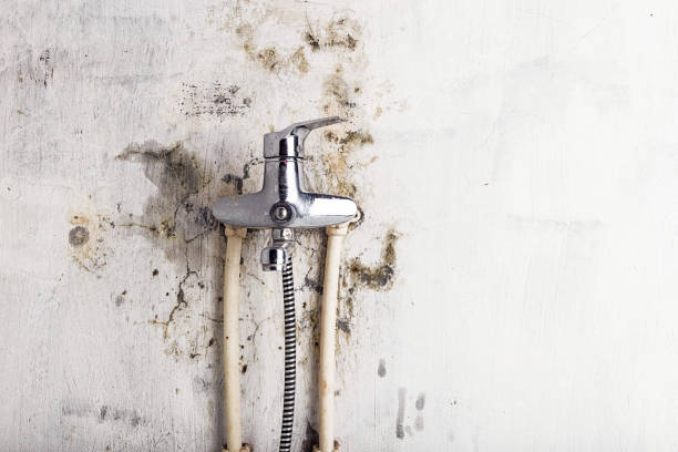 Best Mold Cleaning Services  in Garrettsville, OH