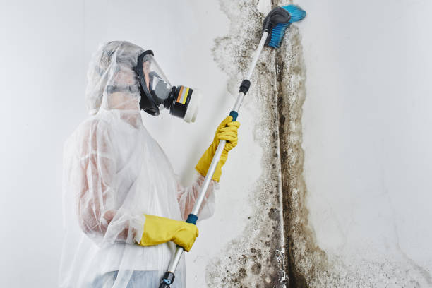 Best Emergency Mold Removal  in Garrettsville, OH