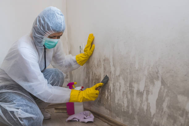 Trusted Garrettsville, OH Mold Removal Experts