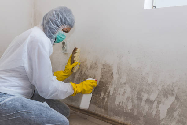 Home Mold Removal in Garrettsville, OH