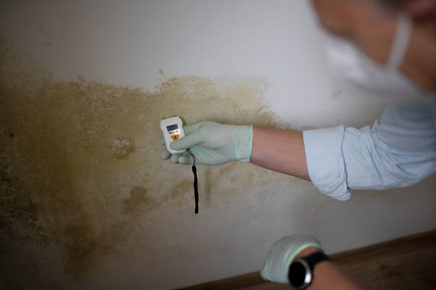 Best Local Mold Removal Service  in Garrettsville, OH