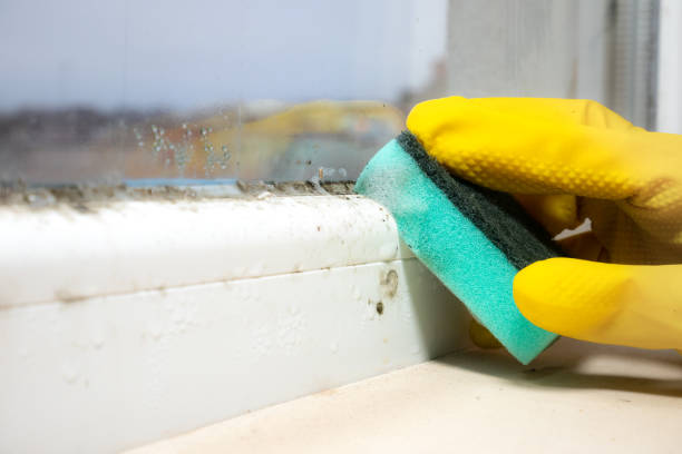 Attic Mold Removal in Garrettsville, OH
