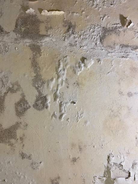 Best Fast Mold Removal  in Garrettsville, OH