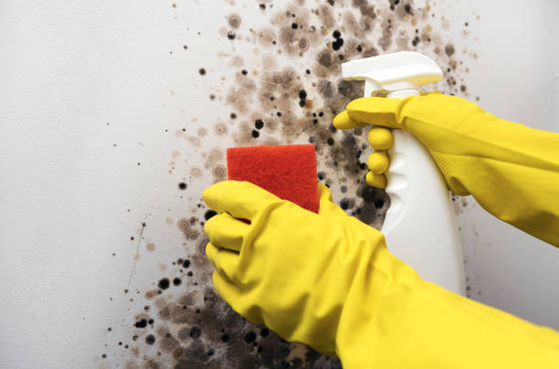 Best Fast Mold Removal  in Garrettsville, OH