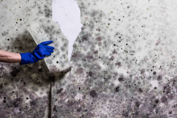 Best Toxic Mold Removal  in Garrettsville, OH